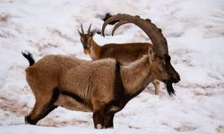 Adıyaman’da yaban keçileri merkeze indi… Kartpostallık görüntü oluştu