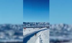Ambulansın önünde koşan kurt!