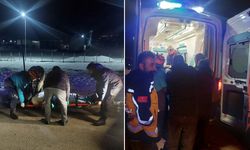 Domuz sürüsüne çarpan otomobilde 3 yaralı