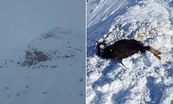 Ağıla çığ düştü: 45 hayvan telef oldu