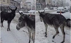 Diyarbakır'da kar altındaki eşeklere yardım eli