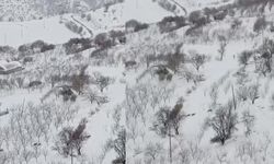 Diyarbakır'da aç kalan kurt sürüsü merkeze indi