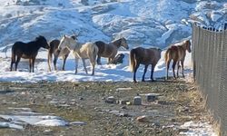 Diyarbakır’da aç kalan yaban atları merkeze indi