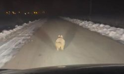 Diyarbakır’da kurt mahalleye indi