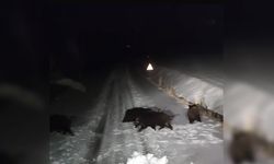 Diyarbakır’da kurt ve domuz sürüsü şehre indi