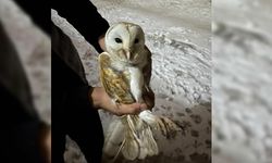 Diyarbakır'da Peçeli Baykuş'un ahır keyfi