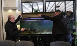 Diyarbakır’da pirana balıkları kelle paçayla besleniyor
