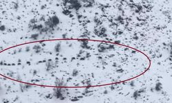 Diyarbakır'da sürü halinde gezen domuzlar görüntülendi