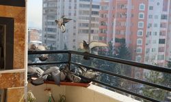 Diyarbakır’da vatandaşlardan kuşlara duyarlılık örneği