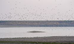 Diyarbakır'daki kuş cennetinde büyük tehlike!