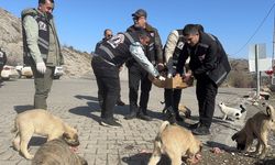 Dondurucu soğuklarda yaban hayvanları unutulmadı