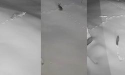 Elazığ’da aç kalan tilki, tavşan, sansar köye indi