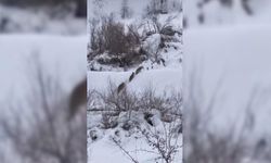 Kar yağışıyla birlikte kurtlar artık her yerde