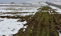 Güneydoğu'da etkili olan kar yağışı çiftçiyi sevindirdi