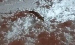 Hakkari’de aç kalan tilkiler şehre indi