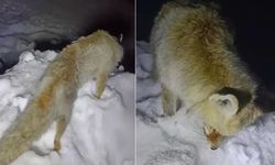Hakkari’de Tilki ayakta dondu