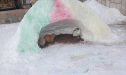 Hayvanlara kardan barınak yapıldı