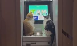 Diyarbakır’daki kış mevsiminin en sıcak fotoğrafı