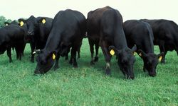 Besilik sığır ithalatında yeni gelişme