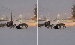 Kurtlar mahalle arasına indi!