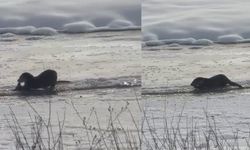 Murat Nehri'nde su samurları