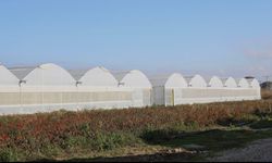 Seracılığın fayda ve zararları