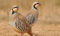 Siirt'te keklik acılarına 75 bin 530 lira ceza kesildi