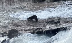 Şırnak’ta nesli tükenmekte olan su samuru görüldü