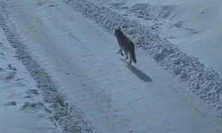 Tatvan’da gündüz vakti kurt merkeze indi