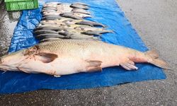 Murat nehrinde 52 kilo ağırlığında turna yakalandı