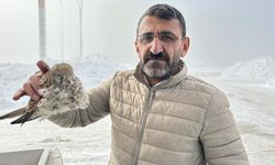 Yüksekova'da ‘kerkenez kuşu’ konduğu yerde dondu