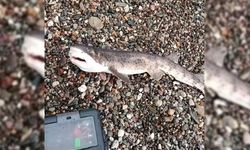 Amatör balıkçının oltasına yavru köpek balığı takıldı