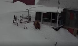 Davetsiz misafir ayı evleri mesken tuttu