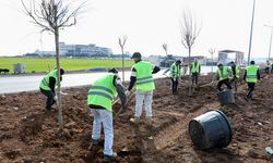Diyarbakır-Mardin yolu yeşillendi