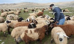 Diyarbakır’da hayvancılık alarm veriyor