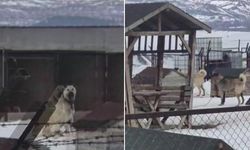 Erzincan depremini Kangal köpekleri hissetti