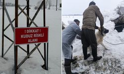 Hakkari Yüksekova'da kuduz alarmı