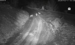 Kurtlar ve tavşanlar köy çevresinde yiyecek aradı