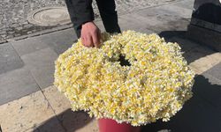 Diyarbakır’da nergiz çiçekleri görücüye çıktı