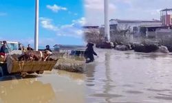 Selde mahsur kalan inekler kepçeyle kurtarıldı