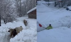 Tunceli’de kar kalınlığı 1,5 metreyi aştı