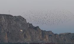 Van Kalesi'nde sığırcık şöleni