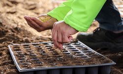 Yerel tohum desteği; Toprakla buluştu, çiftçiye 300 bin fide