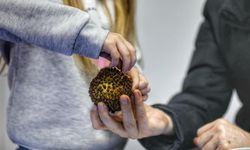 Yüzyıllık bir gelenek: ‘Sêva Mêxekrêj’