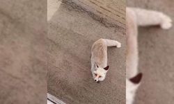 Aç kalan tilki işçi şantiyesine geldi