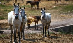 Atlara eziyet edenlere barınak temizleme cezası