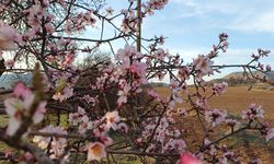 Badem ağaçları çiçek açtı