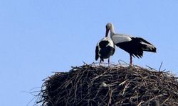 Baharın habercisi bölgeye ulaştı
