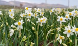 ‘Baharın habercisi’ nergis çiçekleri açtı