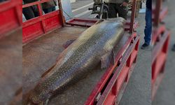 Diyarbakır’da 100 kiloluk turna balığı yakalandı